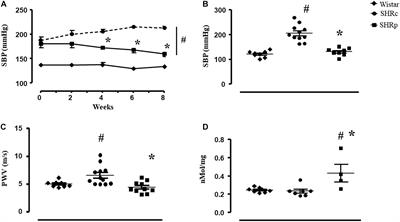 Identification of Aortic Proteins Involved in Arterial Stiffness in Spontaneously Hypertensive Rats Treated With Perindopril:A Proteomic Approach